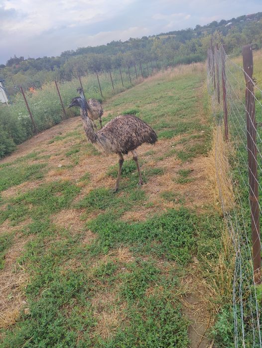 Vand Struți Emu.