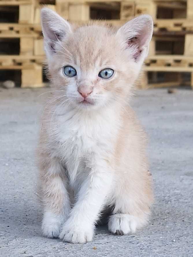 Подаряват се котенца