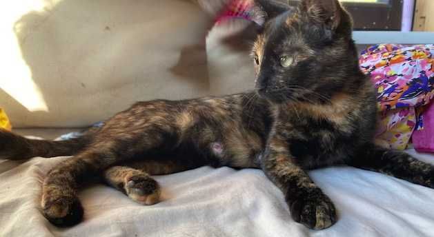 Donez pisica - pentru adoptie