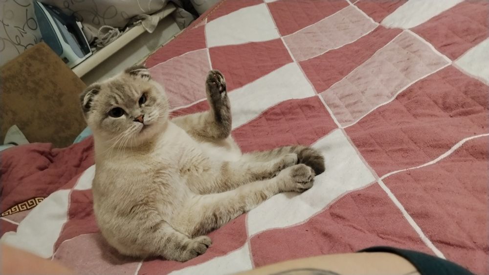 Отдам кошку в доброе руки