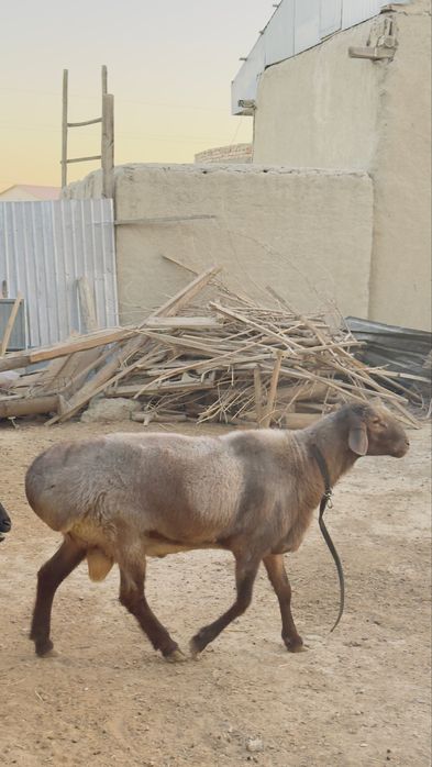 Qõchqor sotiladi