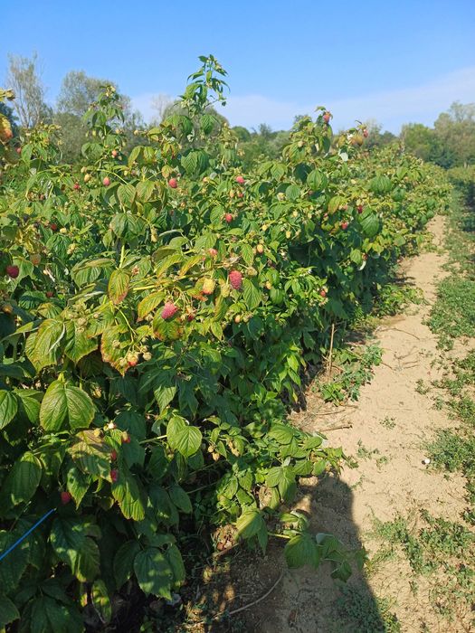 Продавам Разсад Малини Корени