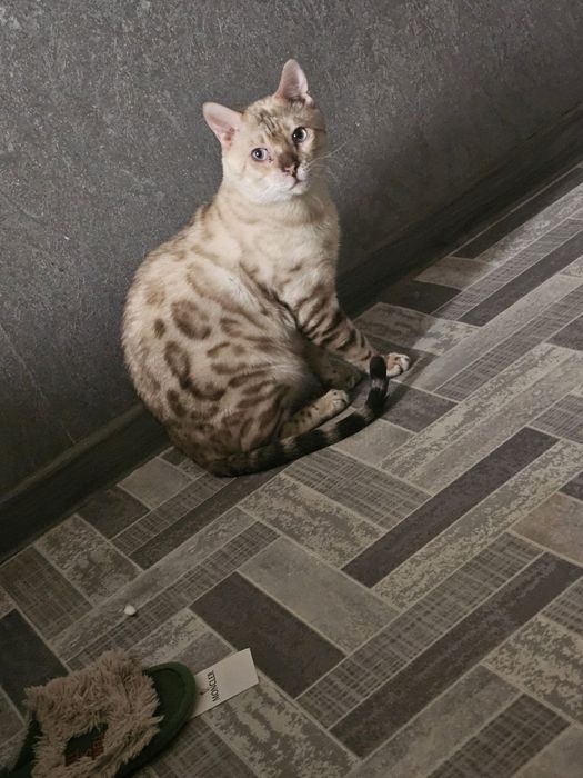 Бенгальские Котята