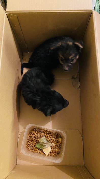 Отдам щенков, нам подбросили