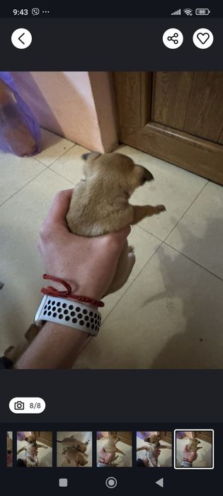 Мини пинчери мъжко и женско