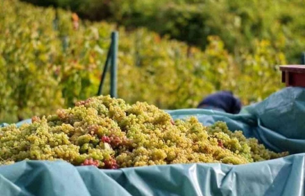 Vând struguri de Vin