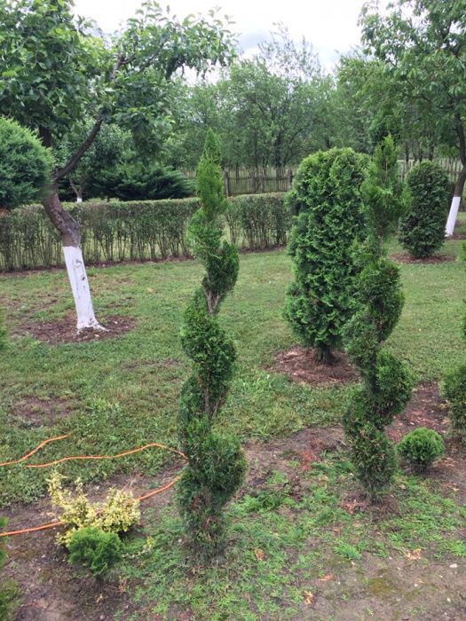 Pepiniera vindem arbori si arbusti ornamentali (TUIA, GARD VIU)