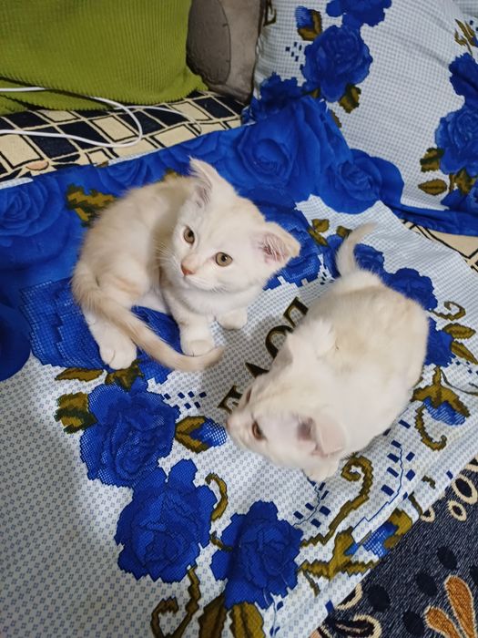 Отдам котят в хорошие руки.