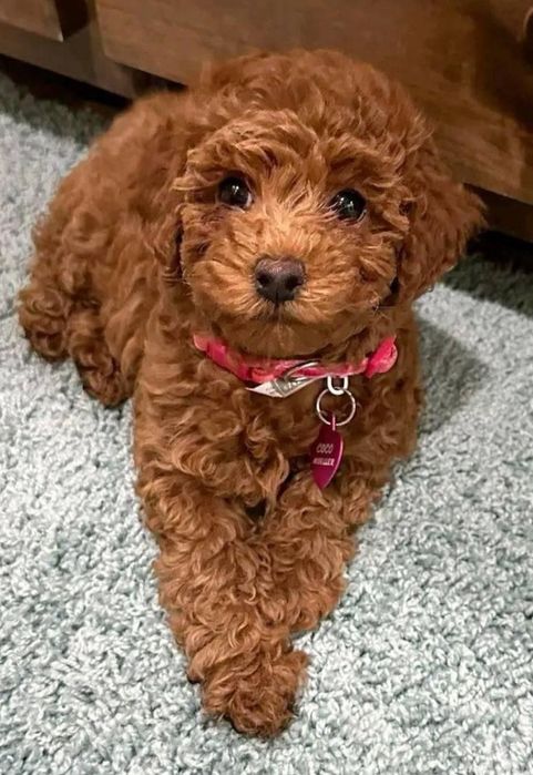 Poodle pitic mini-toy fetiță