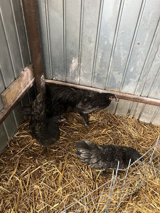 Familie de australorp albastru