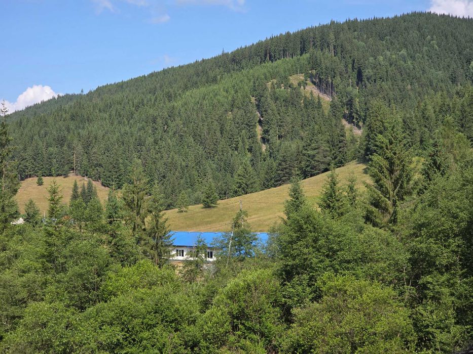 Urgent!! Oportunitate unuca Ferma de vaci