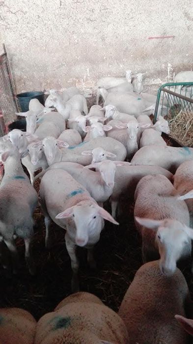 Miele tineret lacaune cu pedigree