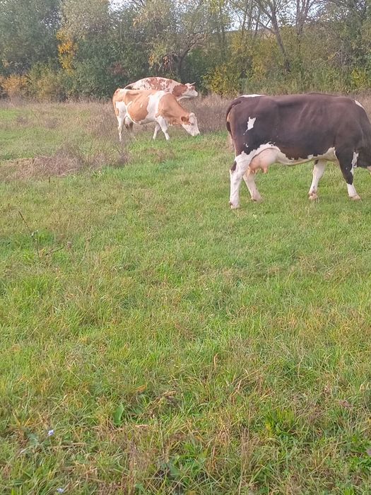 Vand lot de vaci  13 bucati