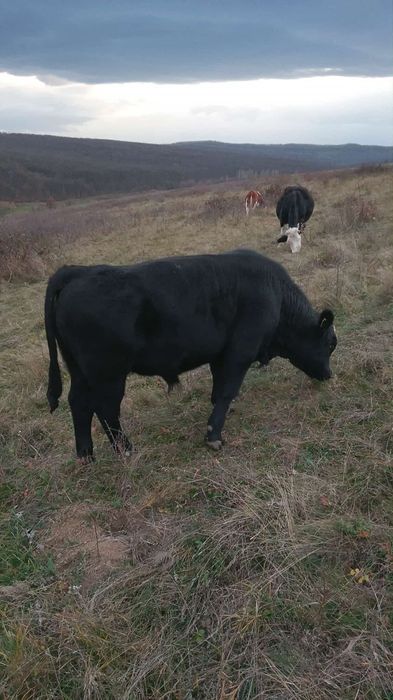 Tauras Angus sí baltat