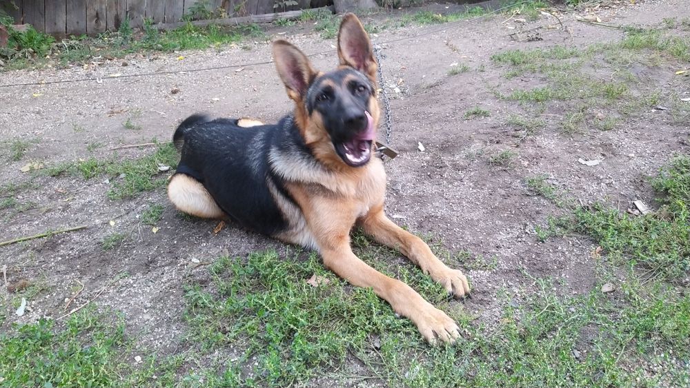 Продам Немецкую авчарку