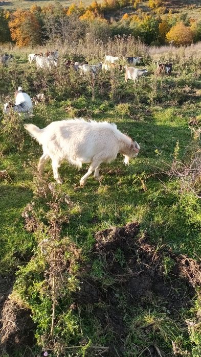 Vând capre și iede