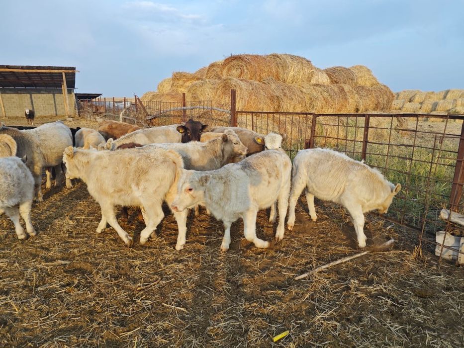 Подсос аулиекол бычки