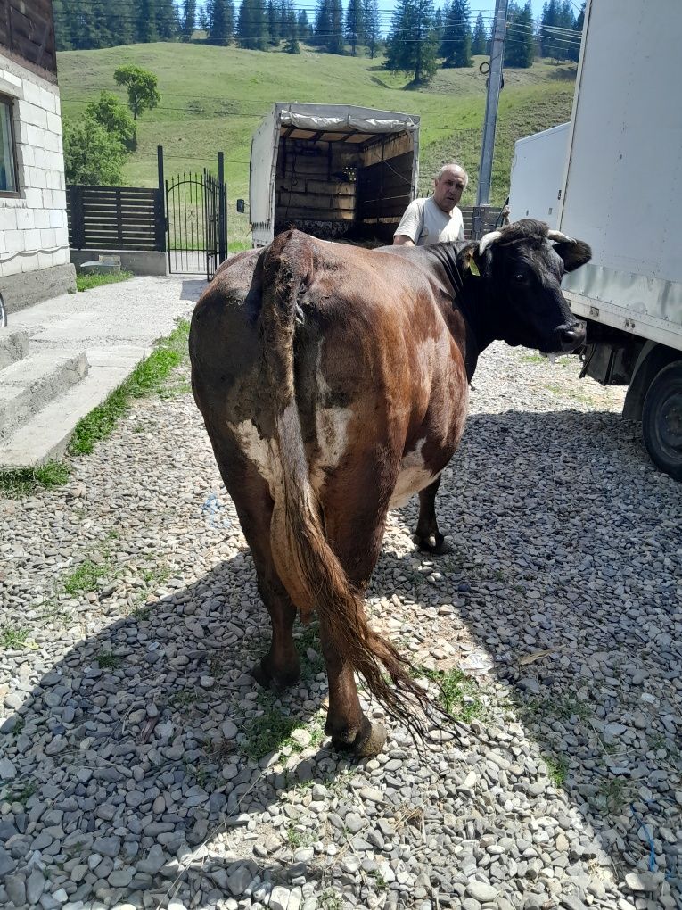 Vând      vaca  gestanta