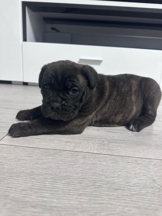 Cane corso cu pedigree!!