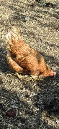 Кокошки носачки редовно снасящи.