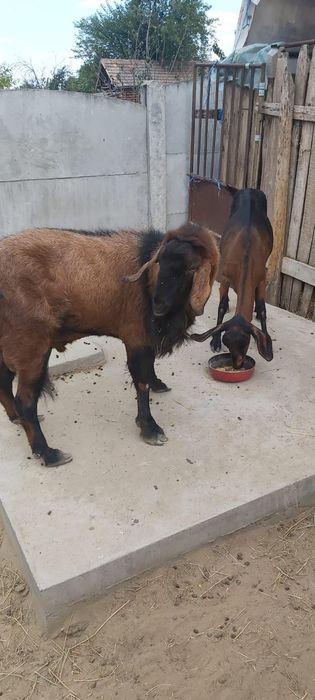 Țap Anglo Nubian 2000 lei negociabil