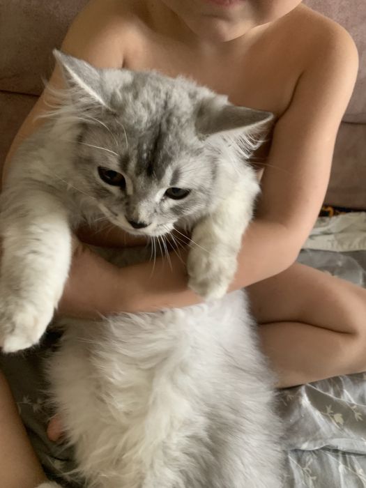 Хэйланд страйт мальчик