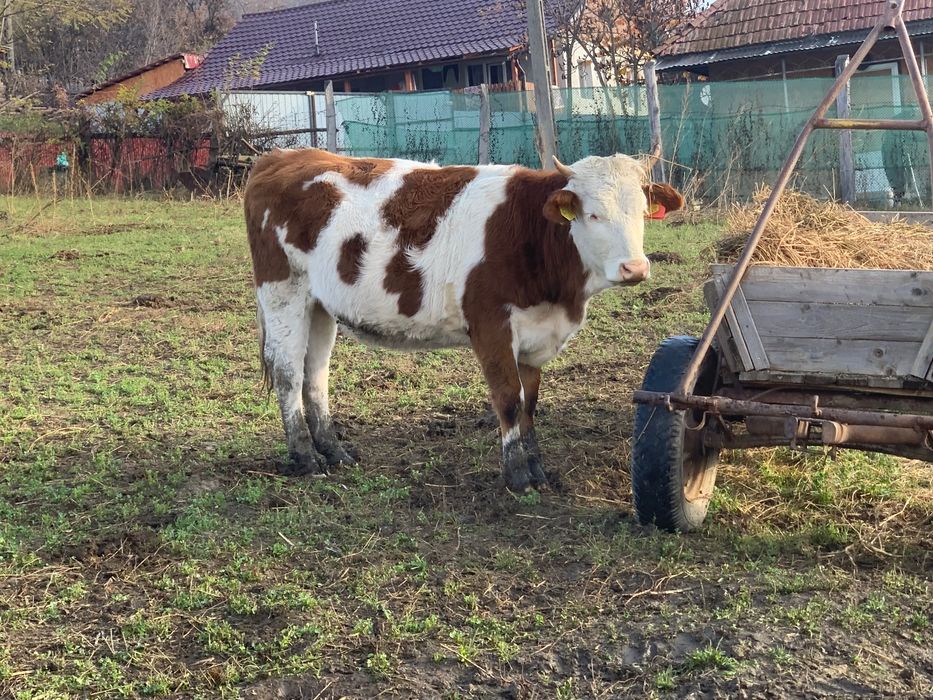 Vaci de vanzare Baltata si Belgian