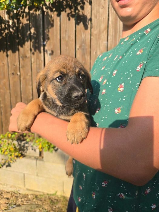 Donez pui metis Malinoise