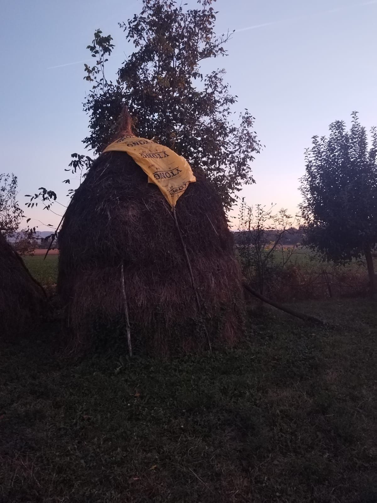 Lucernă.           .