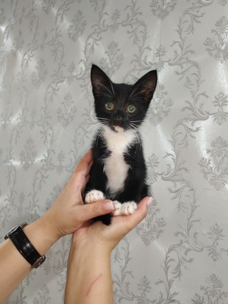 Ищем дом котёнку!