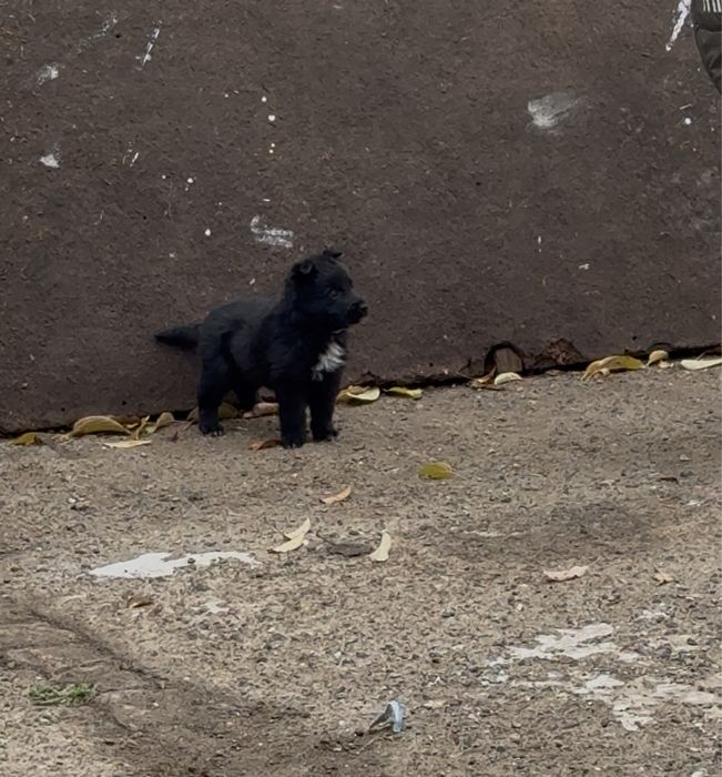 Продам щенка немецкой овчарки