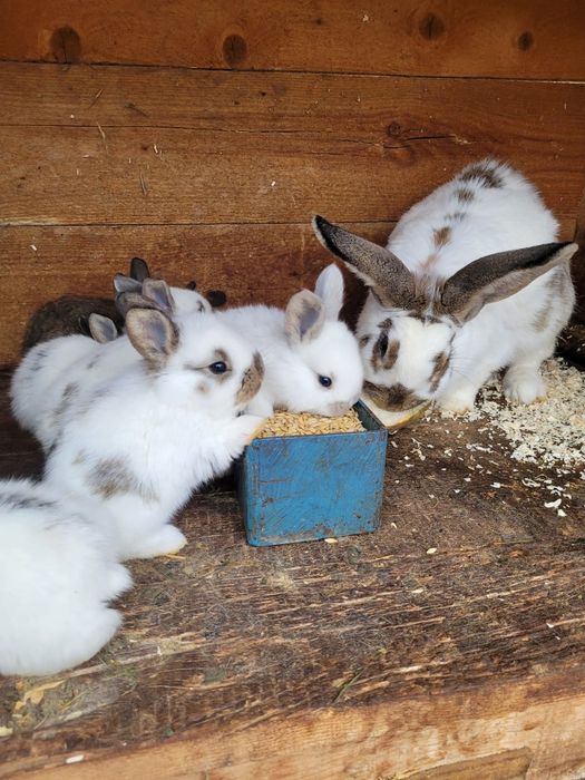 Iepurasi de vânzare