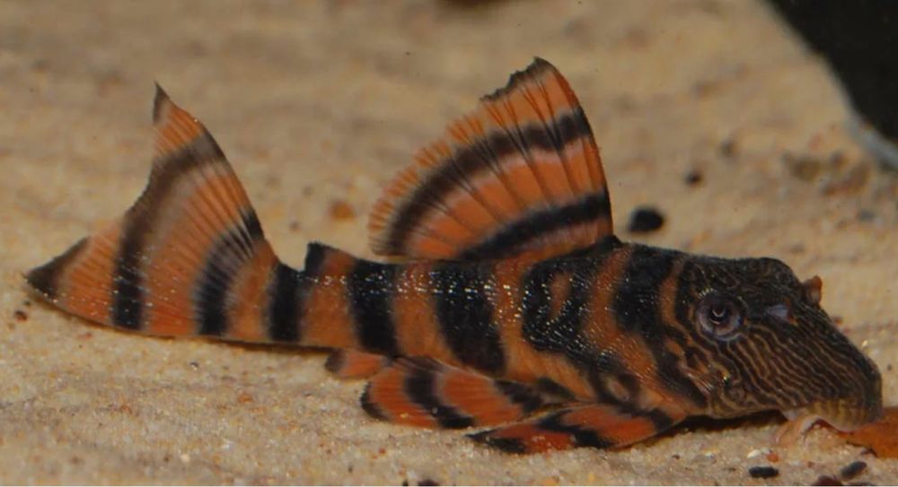 Продам номерных сомов l397, l333, l181, Super Red и обычного анциструс