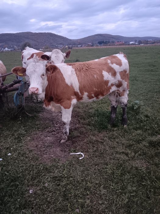 Vind juninci  baltate