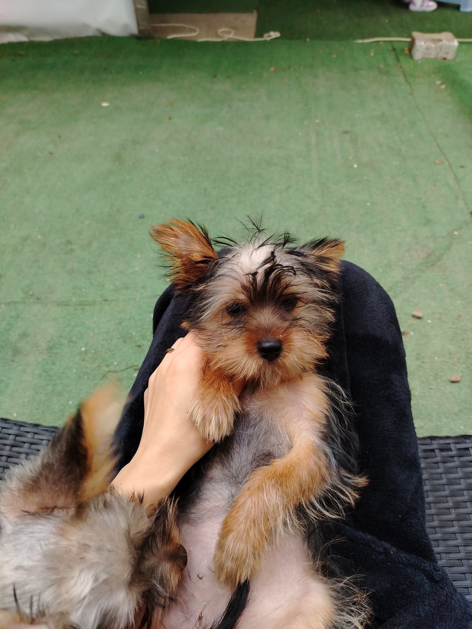 Yorkshire terrier