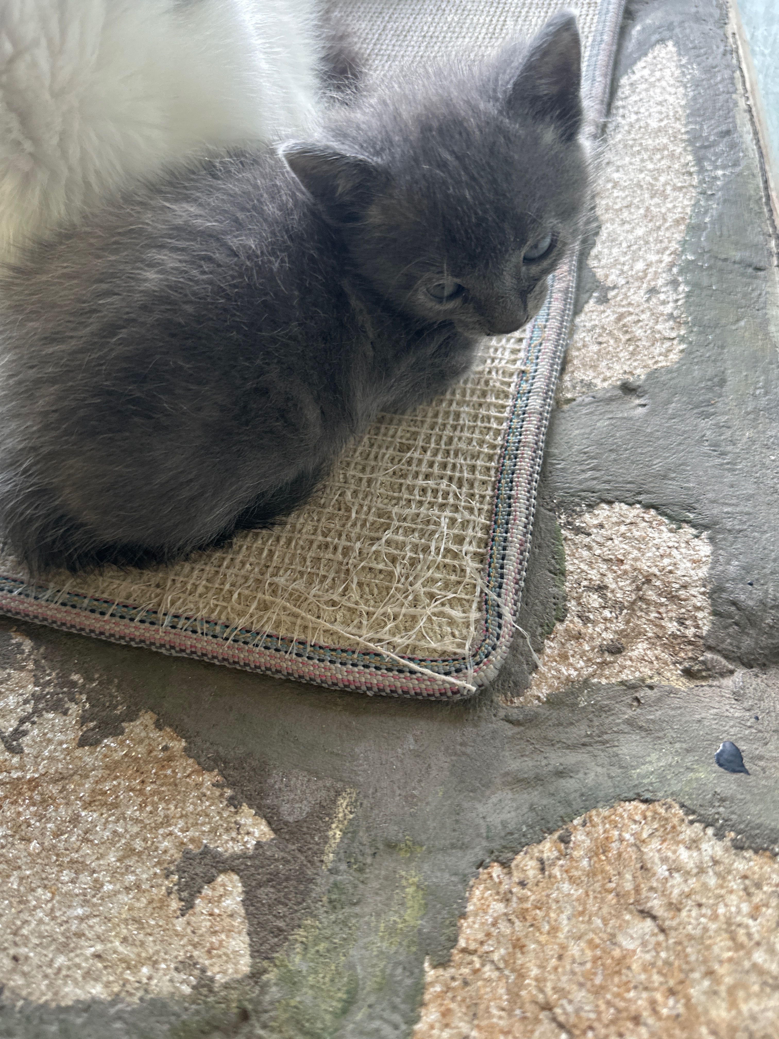 Подарявам котенца