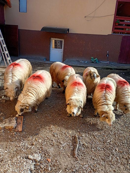 Vand 7 oi bune de tinut