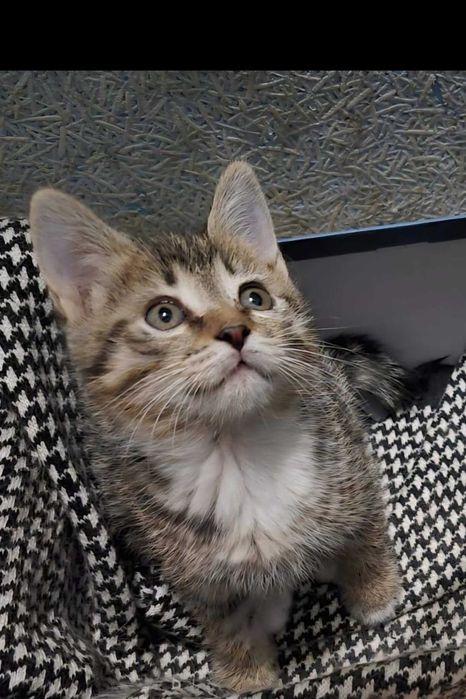 Отдам в добрые руки котенка