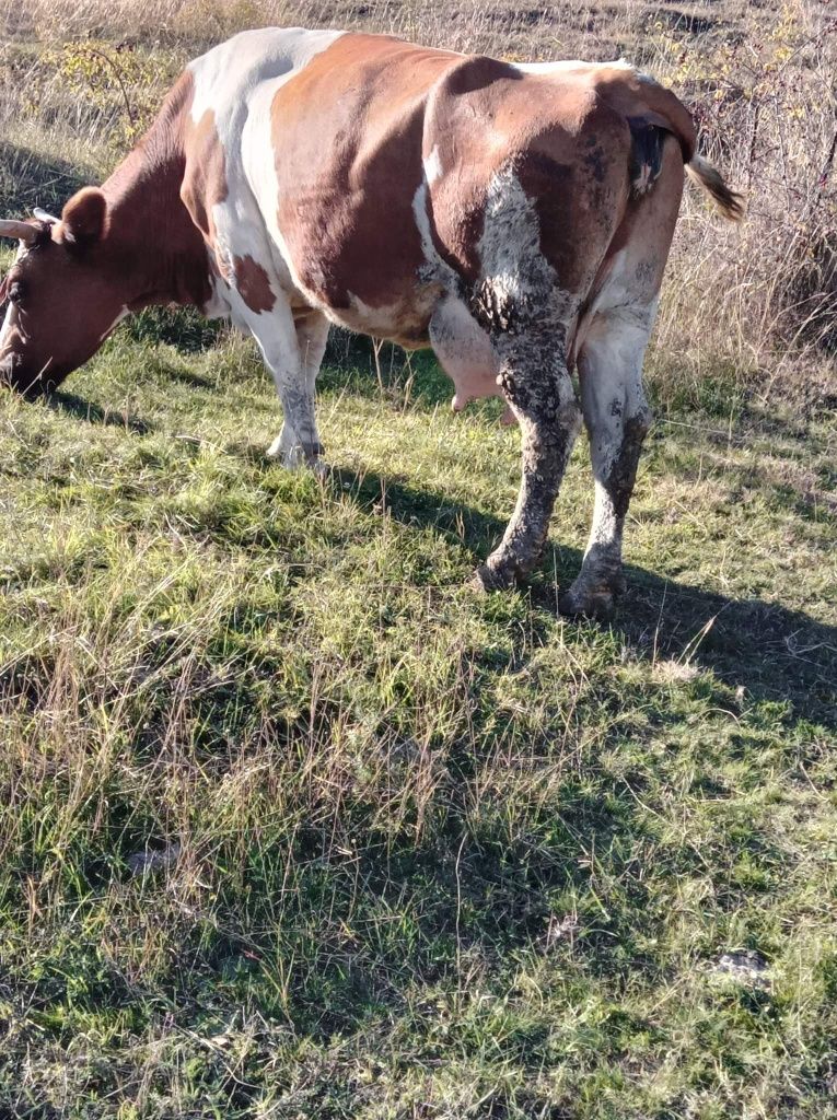 Vând vacă. Județul Botoșani