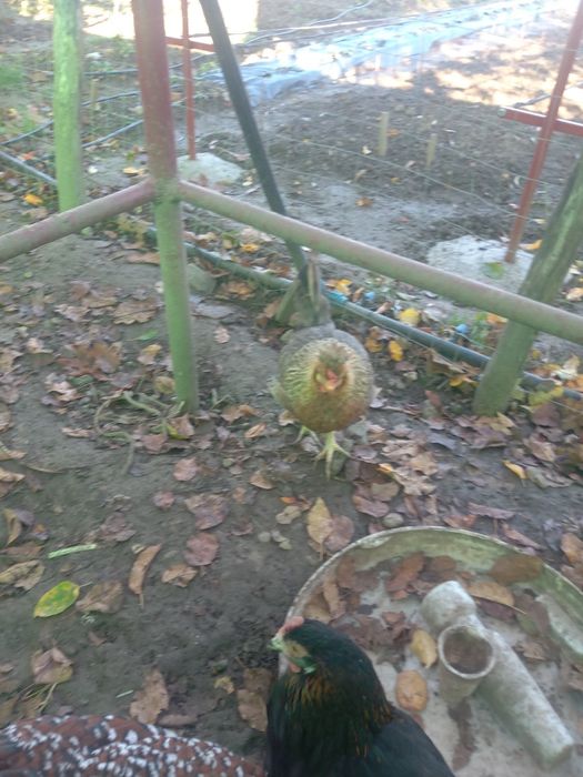 De vânzare gaini cream legbar