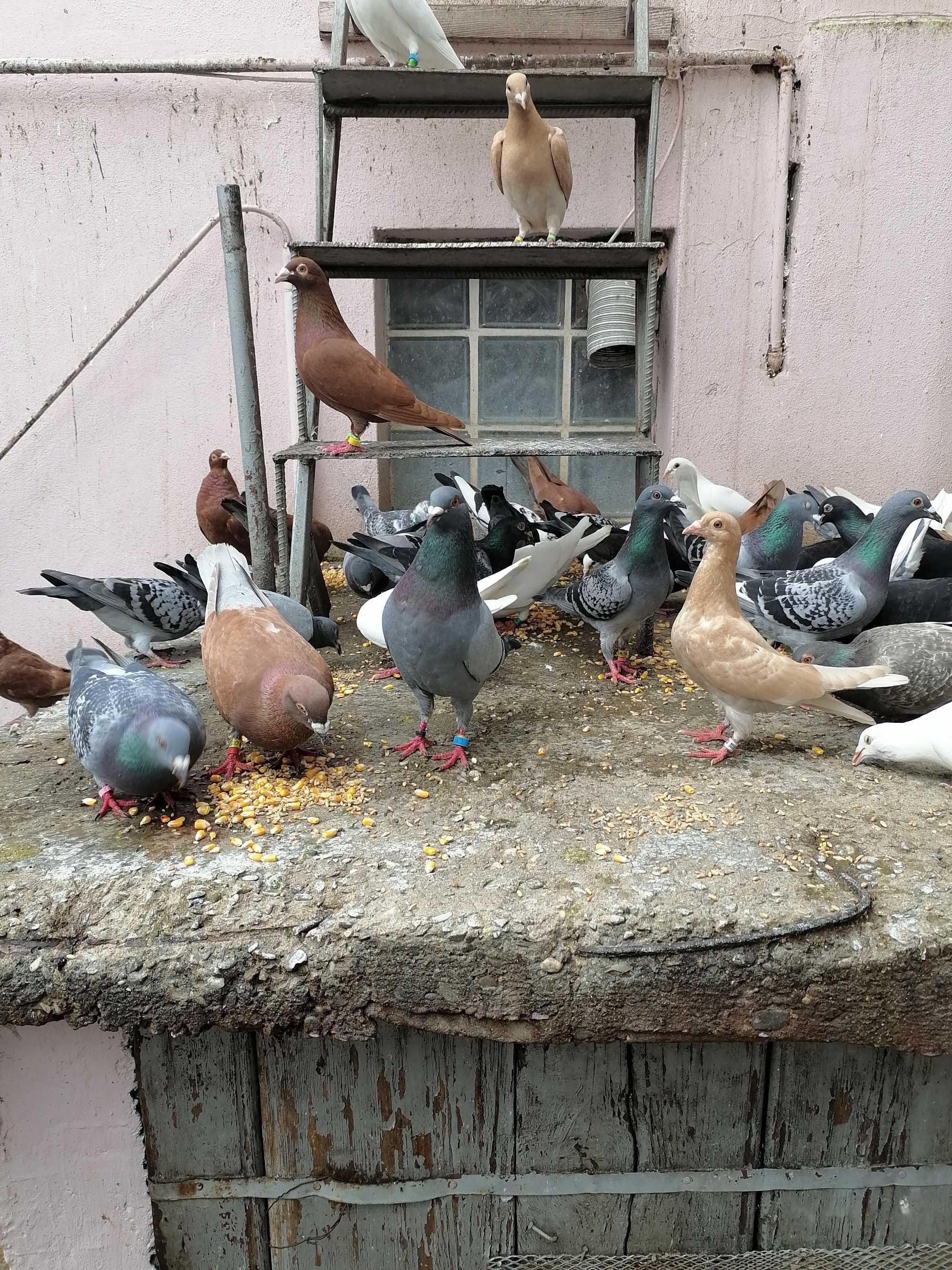 Porumbei, pui și maturi de vânzare