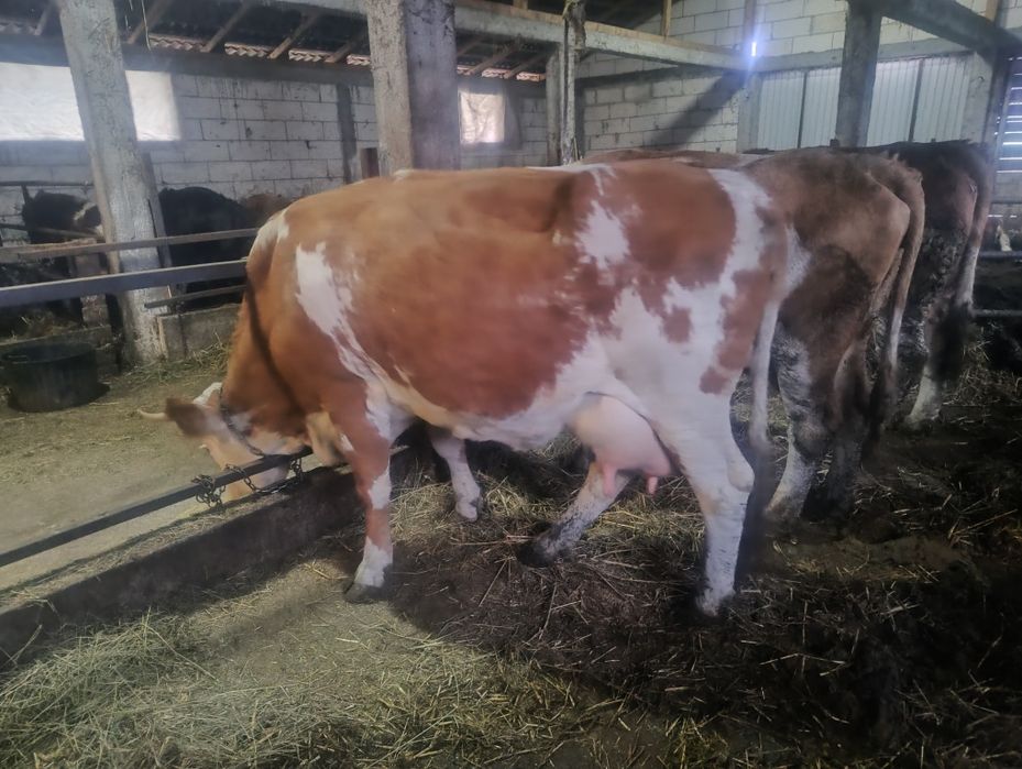 Vând vaca de 4 ani cu lapte