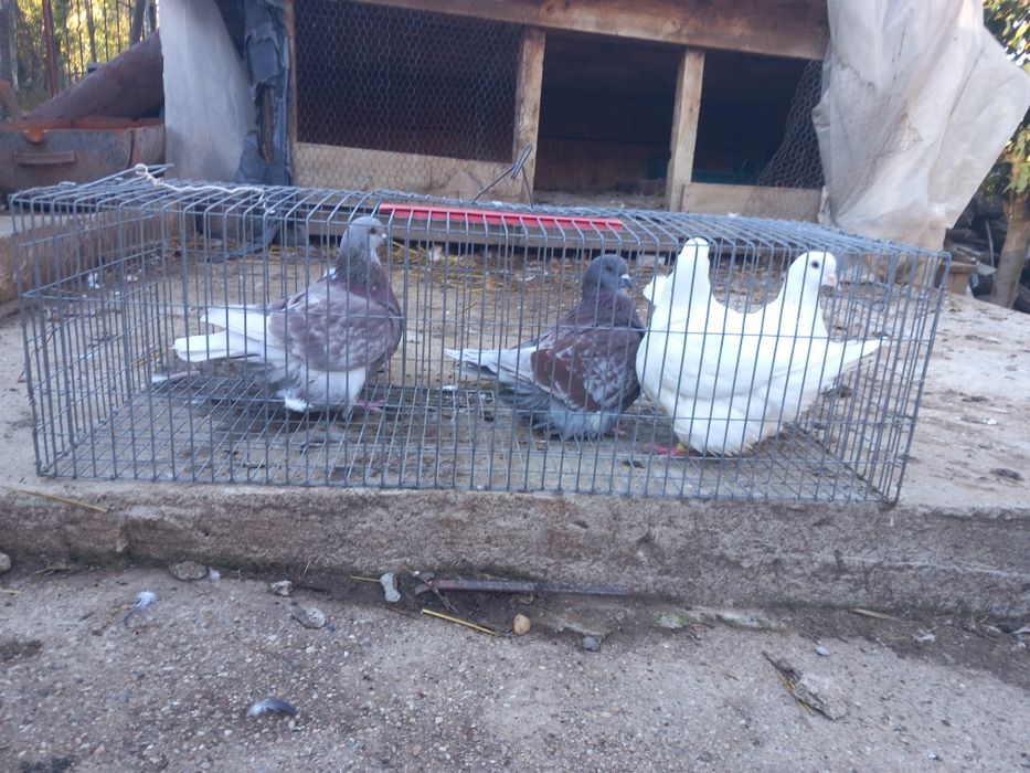 Porumbei Mondaini Filiași Dolj