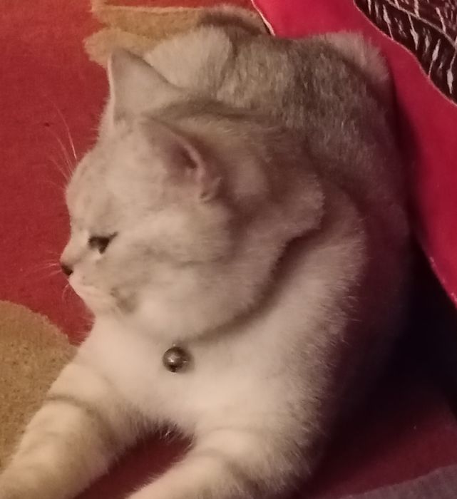 Бухоро шаҳарда Шиншилла ўғил мушук сотилади