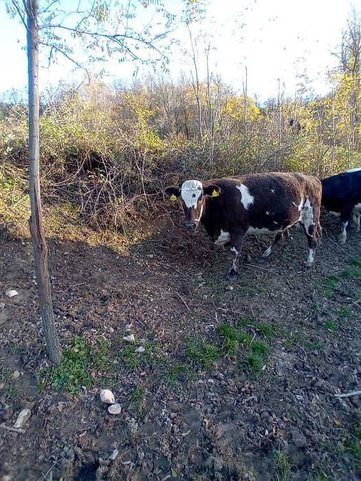 Три броя заплодени юници/ бременни в осми месец/.