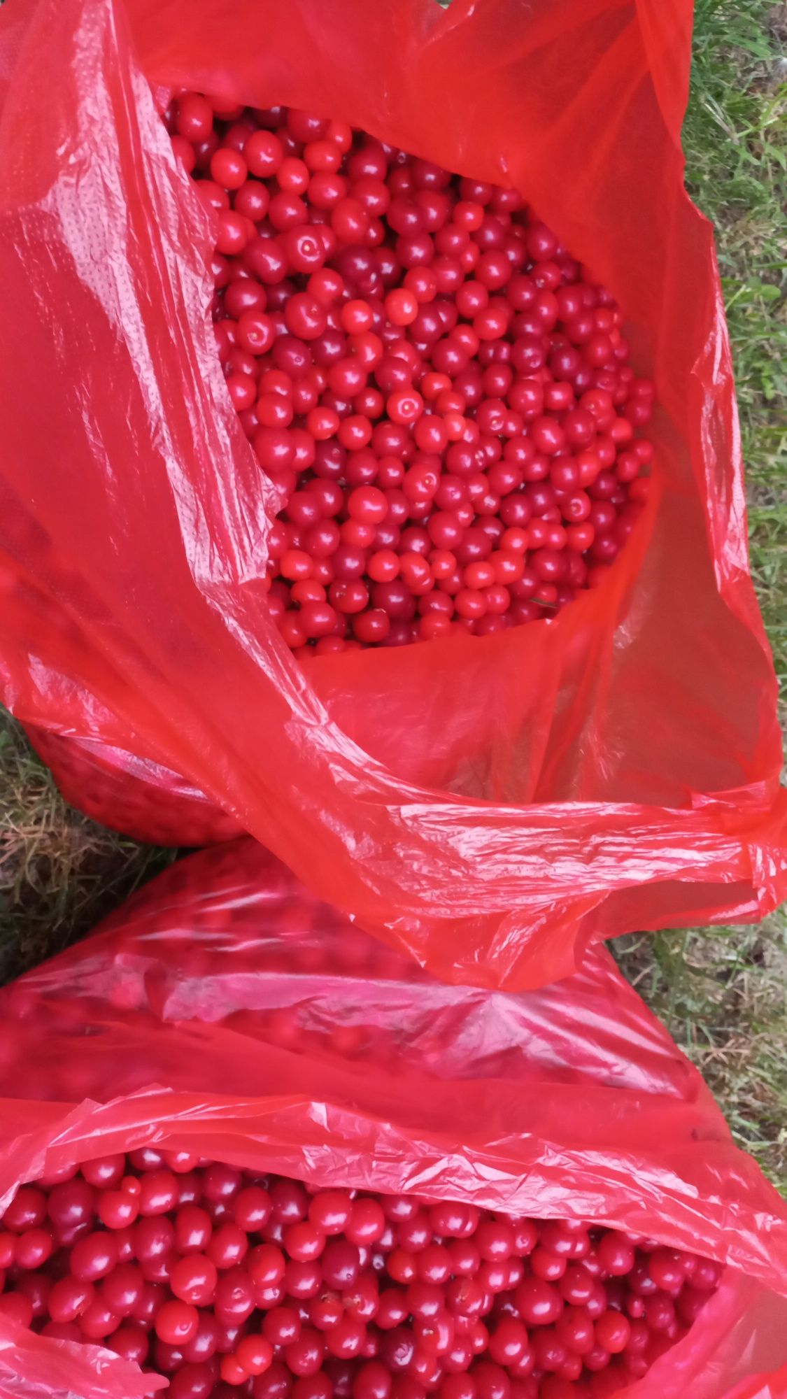 Продам вишню вишню