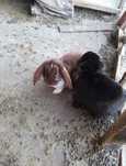 URGENT French Lop