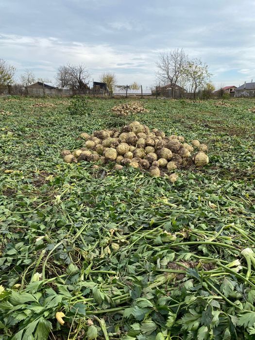 Țelină de vânzare