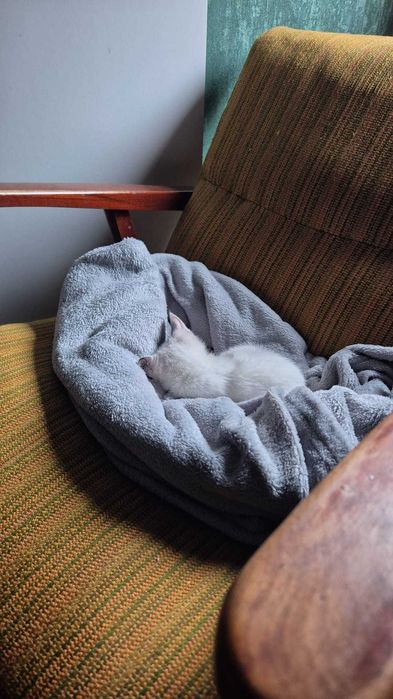 pisoi fetita spre adoptie