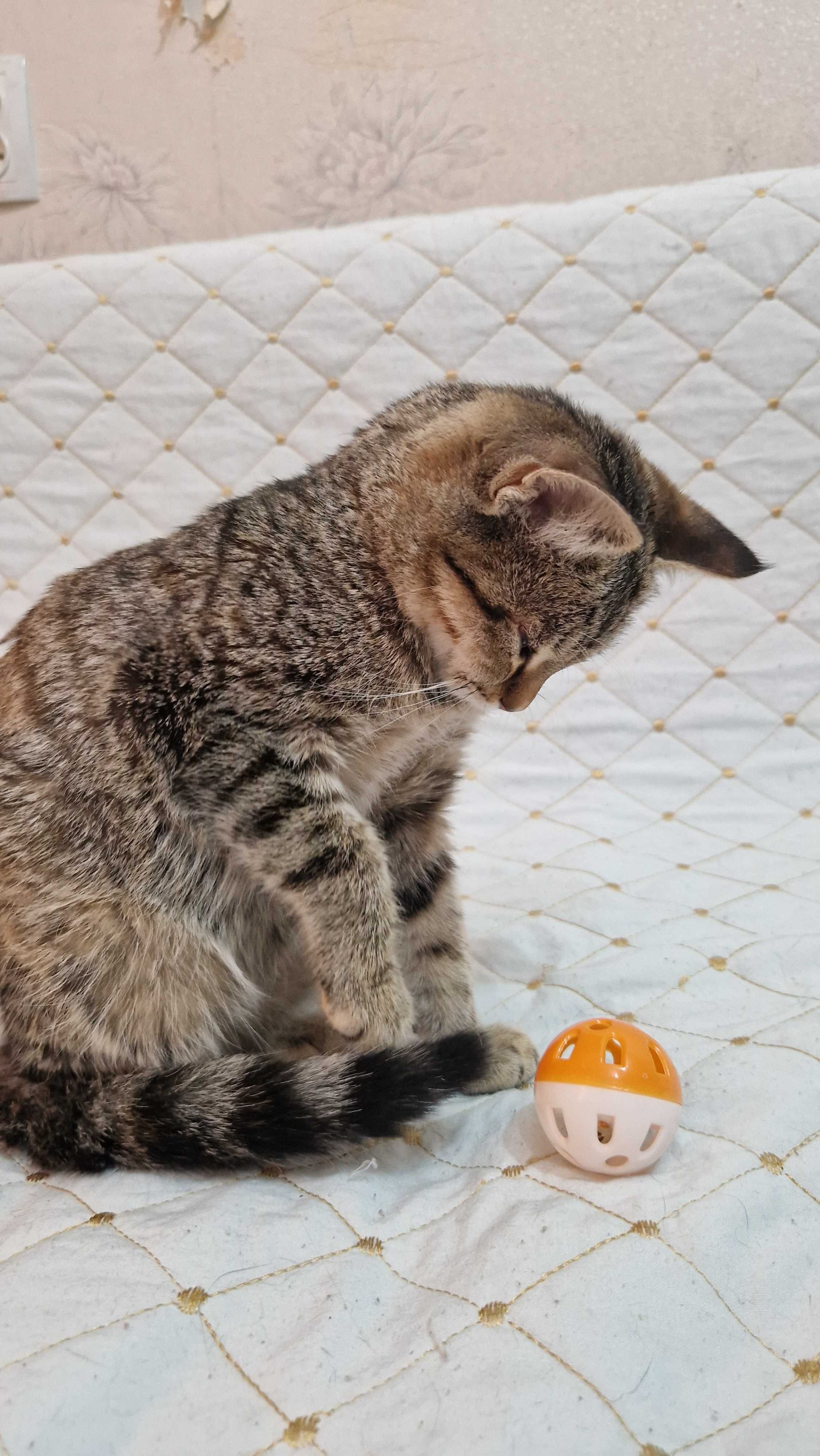 Котёнок-девочка Тося ищет дом и надёжных хозяев